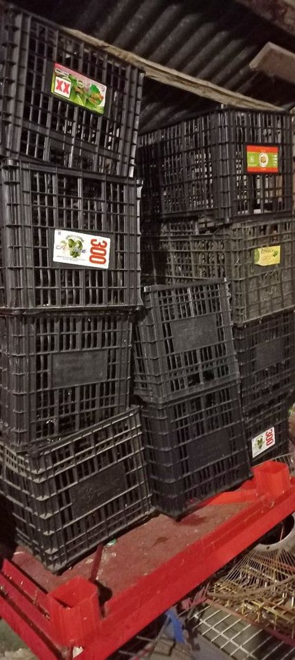 Used Avocado Plastic Crates - Marietta GA 30062